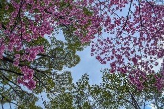 Kokubunji Cherry Blossoms Photo of cherry blossom trees in Kokubunji